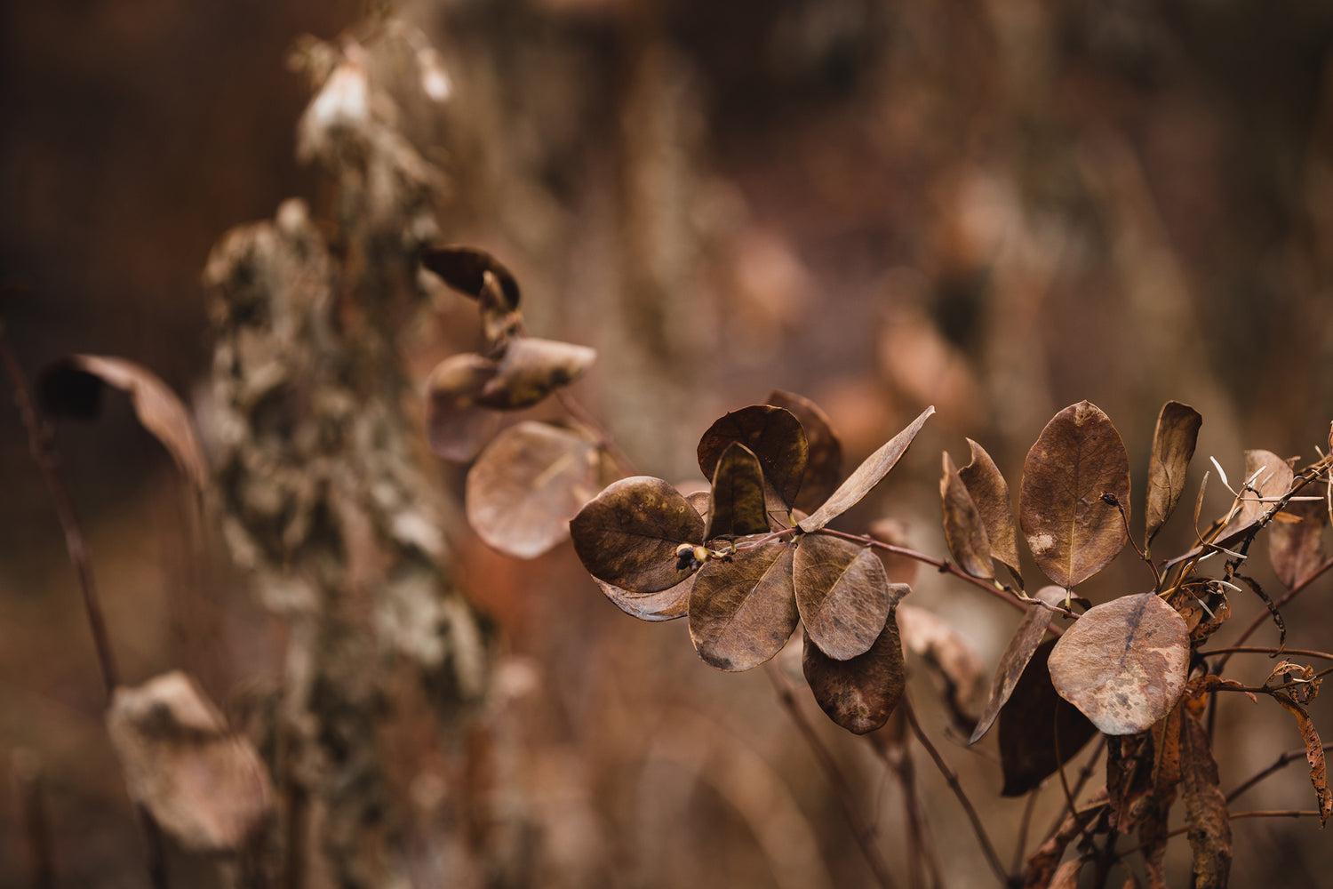 Sacred Skin and Wellness